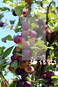 征信上有网贷逾期还能车贷吗 征信上有网贷逾期还能车贷吗