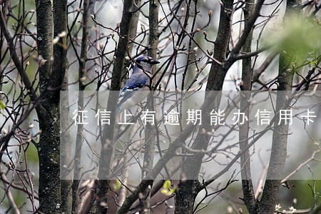 征信上有逾期能办信用卡嘛 征信上有逾期能办信用卡嘛