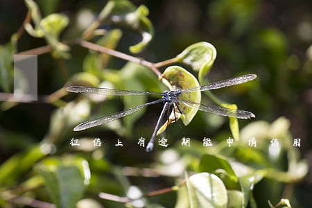 征信上有逾期能申请信用卡吗 征信上有逾期能申请信用卡吗