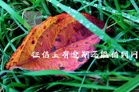征信上有逾期还能借到网贷吗 征信上有逾期还能借到网贷吗