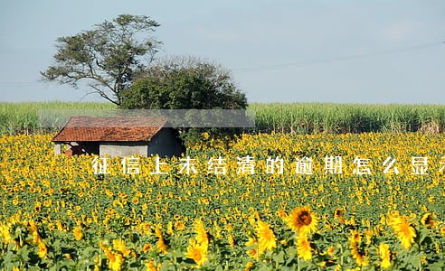 征信上未结清的逾期怎么显示6