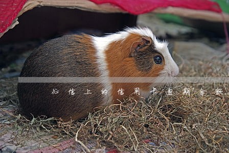 征信上的信用卡逾期余额是