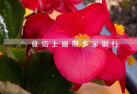 征信上逾期多家银行 征信上逾期多家银行