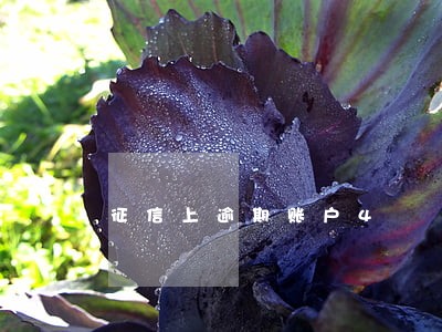 征信上逾期账户4 征信上逾期账户4