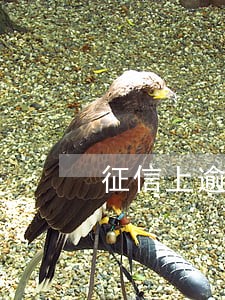 征信上逾期账户数2 征信上逾期账户数2