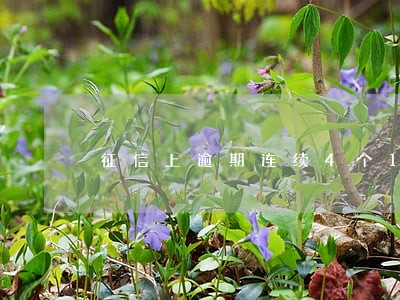 征信上逾期连续4个1 征信上逾期连续4个1