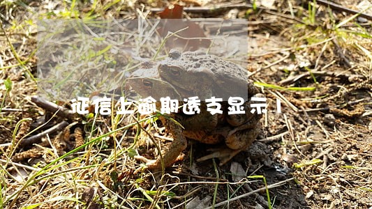 征信上逾期透支显示1 征信上逾期透支显示1