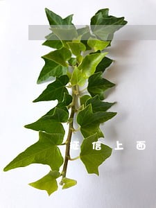 征信上面的连续3个月逾期 征信上面的连续3个月逾期