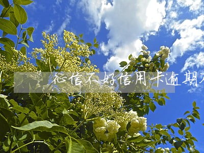 征信不好信用卡逾期不能分期 征信不好信用卡逾期不能分期