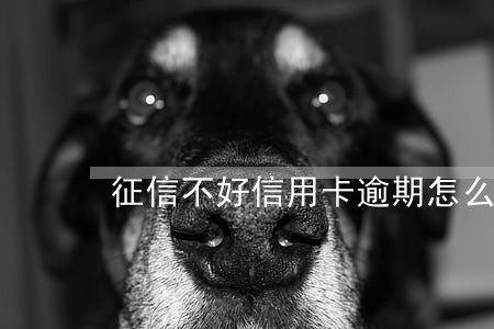 征信不好信用卡逾期怎么贷款 征信不好信用卡逾期怎么贷款