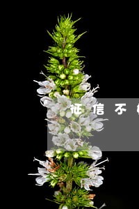 征信不好有逾期能贷款吗 征信不好有逾期能贷款吗
