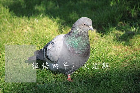 征信两年2次逾期 征信两年2次逾期