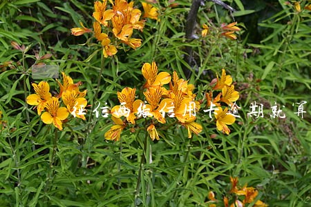 征信两张信用卡逾期就算两次 征信两张信用卡逾期就算两次