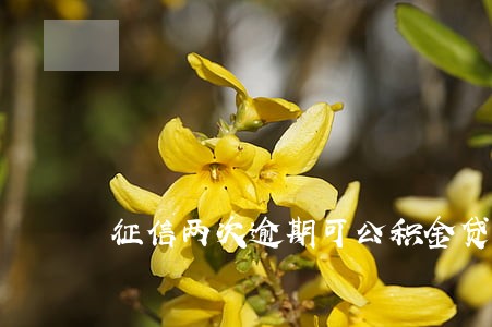 征信两次逾期可公积金贷款吗 征信两次逾期可公积金贷款吗