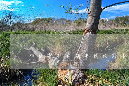 征信中有逾期申请信用卡被拒 征信中有逾期申请信用卡被拒