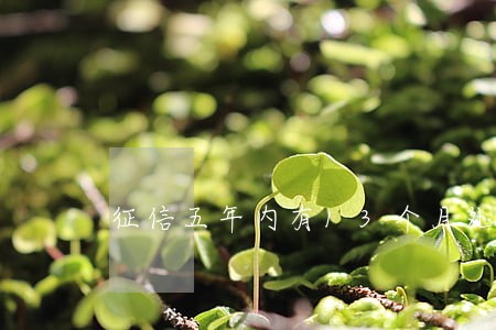 征信五年内有13个月处于逾期 征信五年内有13个月处于逾期