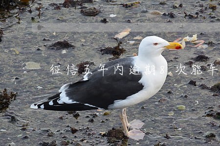 征信五年内逾期8次能车贷吗 征信五年内逾期8次能车贷吗