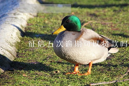 征信五次逾期可以贷款吗