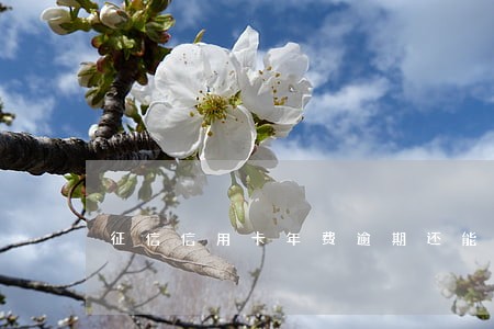 征信信用卡年费逾期还能贷款吗 征信信用卡年费逾期还能贷款吗