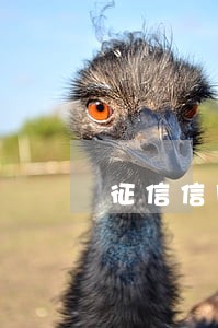 征信信用卡当前逾期怎么看 征信信用卡当前逾期怎么看