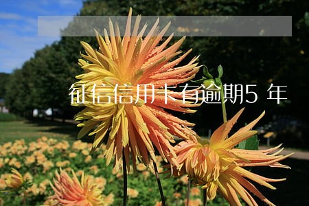 征信信用卡有逾期5年