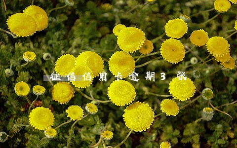 征信信用卡逾期3张 征信信用卡逾期3张
