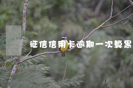 征信信用卡逾期一次算黑户吗 征信信用卡逾期一次算黑户吗