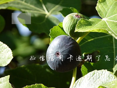 征信信用卡逾期了怎么办 征信信用卡逾期了怎么办
