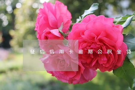 征信信用卡逾期公积金贷款