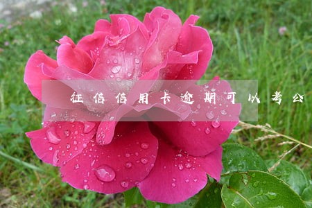 征信信用卡逾期可以考公务员吗