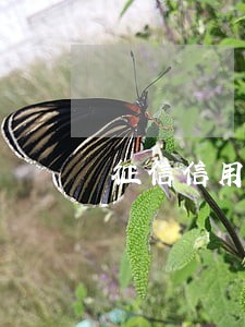 征信信用卡逾期次数怎么算的