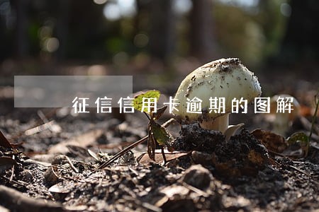 征信信用卡逾期的图解