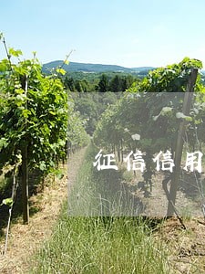 征信信用卡逾期能车贷吗 征信信用卡逾期能车贷吗