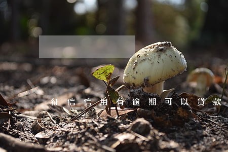 征信信用有逾期可以贷款买车吗 征信信用有逾期可以贷款买车吗