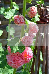 征信信贷逾期4个月