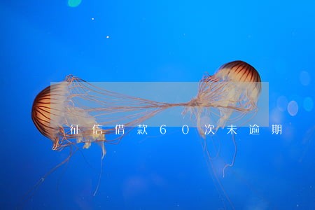 征信借款60次未逾期
