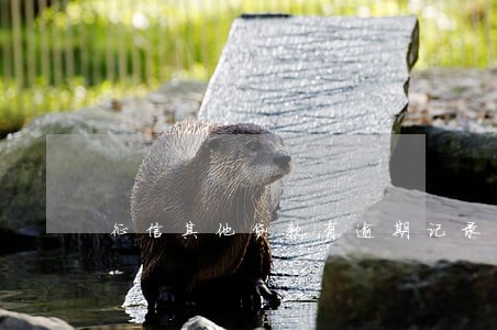 征信其他贷款有逾期记录 征信其他贷款有逾期记录
