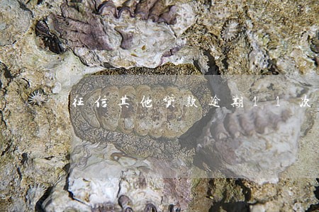 征信其他贷款逾期11次 征信其他贷款逾期11次