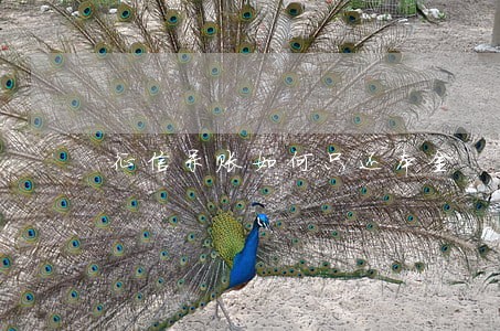 征信呆账如何只还本金