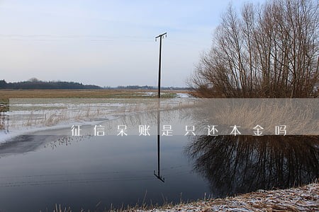 征信呆账是只还本金吗