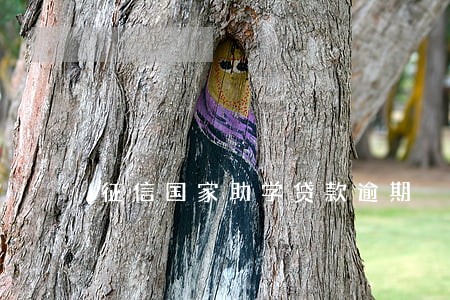 征信国家助学贷款逾期 征信国家助学贷款逾期