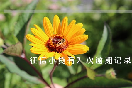 征信小贷有2次逾期记录