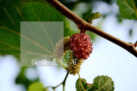 征信差信用卡逾期没还可以贷款吗