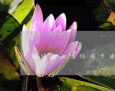 征信怎么看信用卡逾期 征信怎么看信用卡逾期