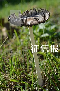 征信报告4表示逾期多久 征信报告4表示逾期多久