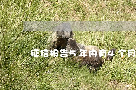 征信报告5年内有4个月处于逾期 征信报告5年内有4个月处于逾期