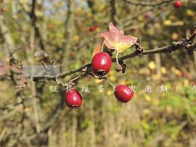 征信报告5次逾期1个月 征信报告5次逾期1个月