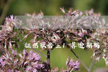 征信报告上1算逾期吗 征信报告上1算逾期吗