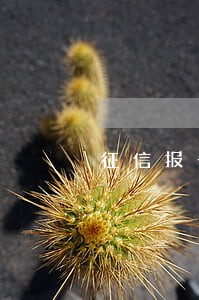 征信报告上显示4天逾期严重吗 征信报告上显示4天逾期严重吗