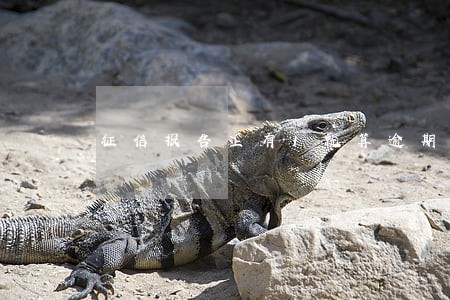 征信报告上有1就算逾期了吗 征信报告上有1就算逾期了吗